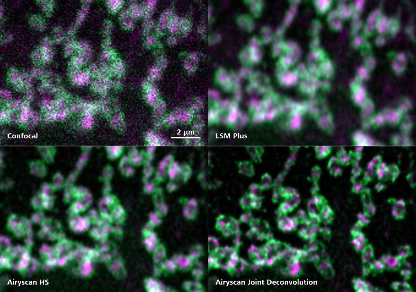 ZEISS LSM 900 with Airyscan 2 - Compact Confocal Microscope for Live ...