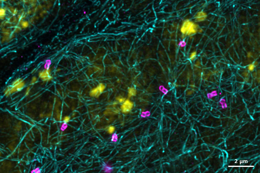  Courtesy of S. Song, Prof. Liou Yih-Cherng's lab, Singapore  
