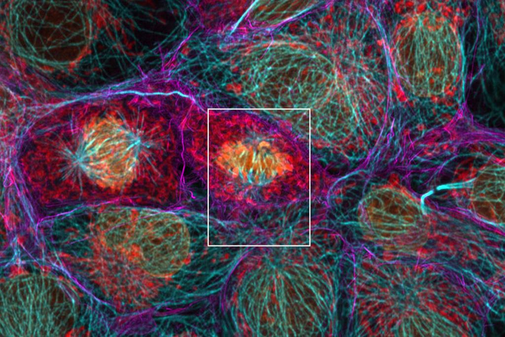 Cos-7 cells Anti-TOM20 AF750 (red), Anti-Tubulin AF700 (cyan), Actin Phalloidin-OG488 (magenta), DAPI (orange).