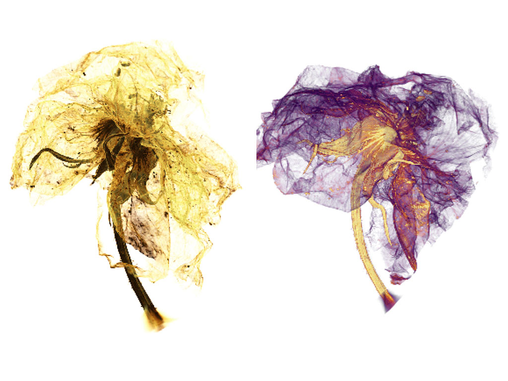 The XRM micrograph of a blossom reveals its components in a new 3D view.