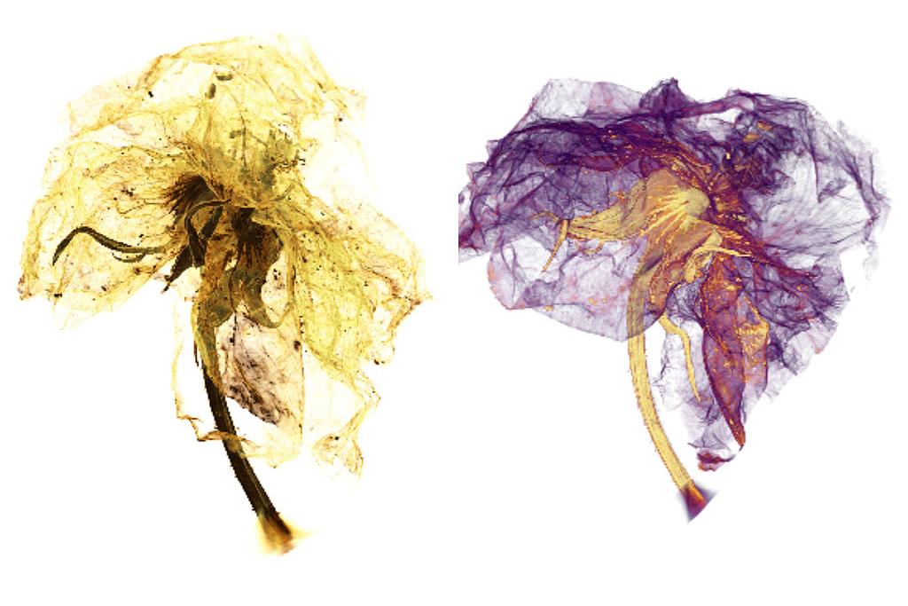 The XRM micrograph of a blossom reveals its components in a new 3D view.