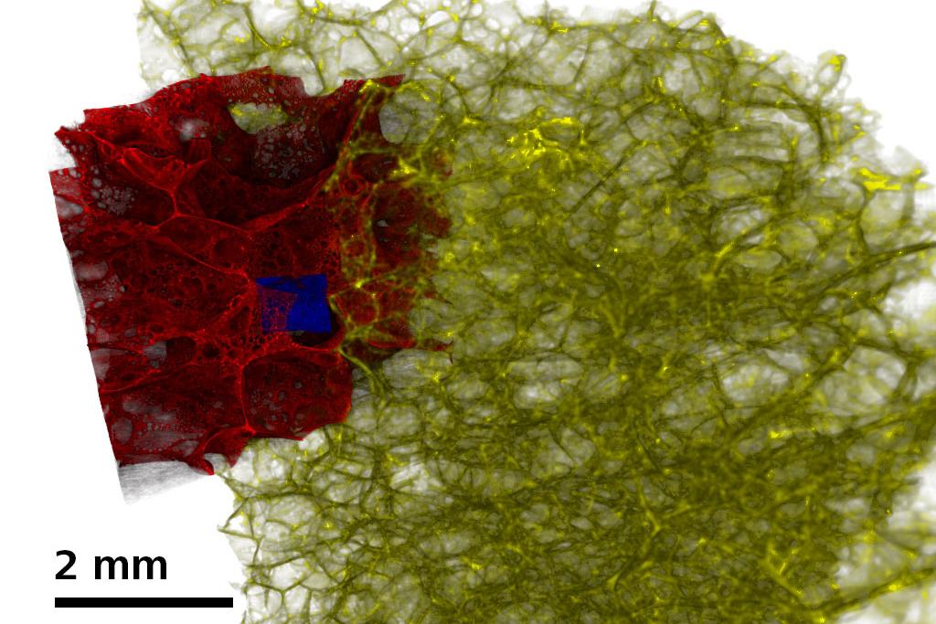 Porous glass foam insulation imaged at multiple length scales.