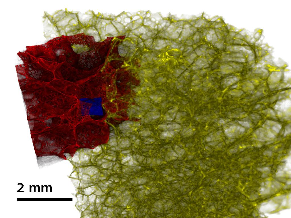 Porous glass foam insulation imaged at multiple length scales.
