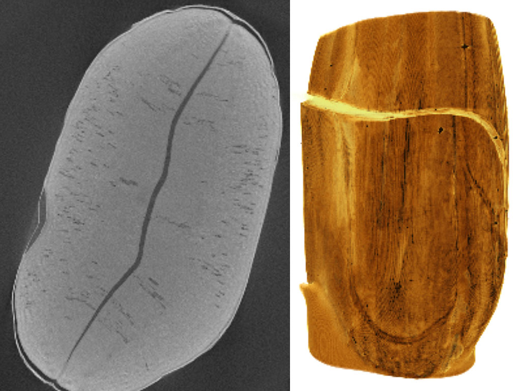 Seeds are very solid and compact structures and their inside is difficult to image as a whole.