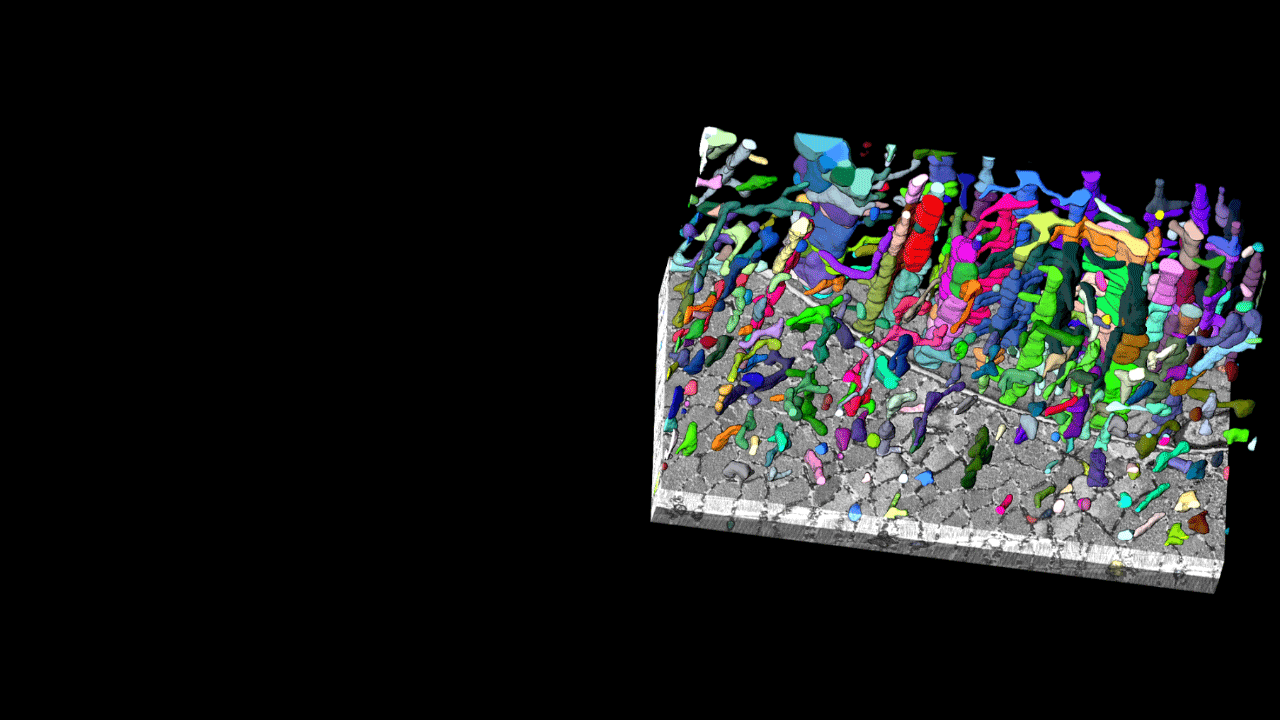 Mitochondria networks unveiled with 3D volume electron microscopy using FIB-SEM